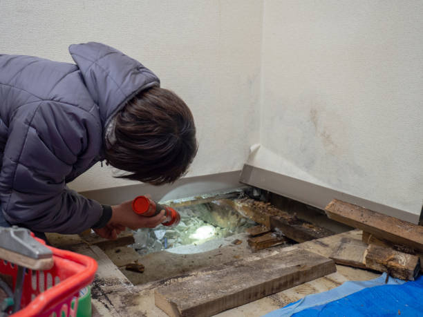 Best Basement Mold Removal  in Dahlone, GA