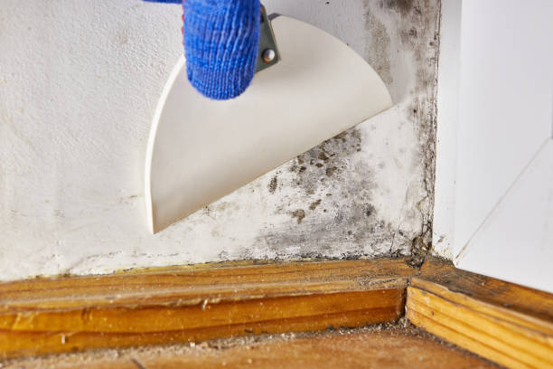 Best Attic Mold Removal  in Dahlone, GA