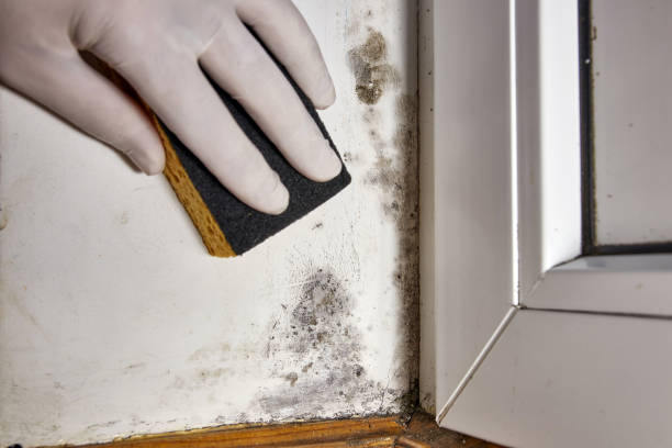  Dahlone, GA Mold Removal Pros